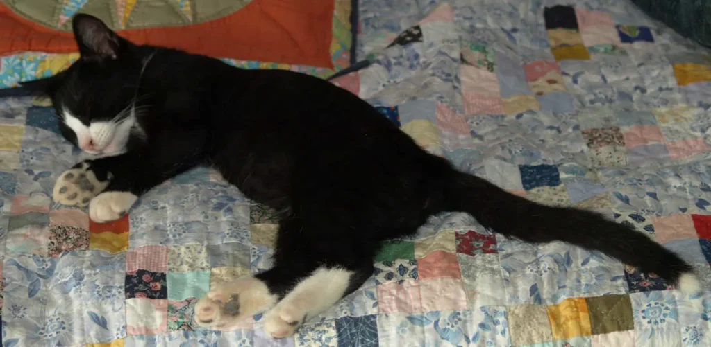 chat_tigrou-canape-ramuncho.blog