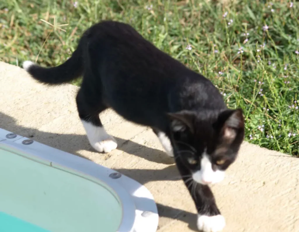 chat_tigrou-piscine-ramuncho.blog