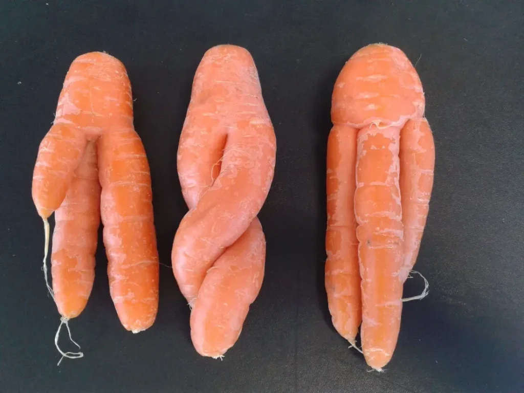 Trois carottes difformes