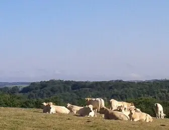 vaches-panoramiques-small-ramuncho-blog