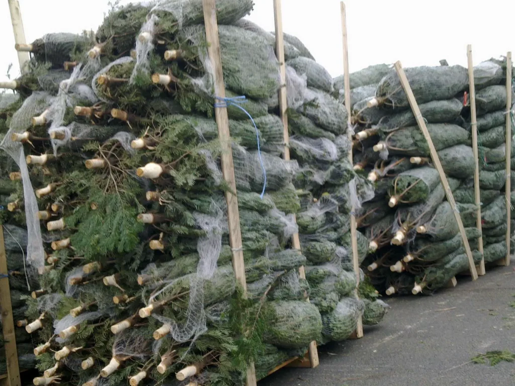 sapins_de_noel-rungis-ramuncho.blog