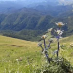 chardon_ardent-ramuncho.blog