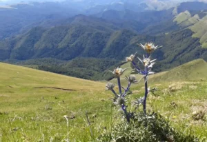 chardon_ardent-ramuncho.blog