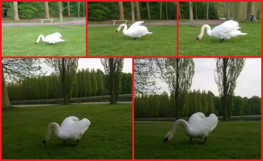 Palmipèdes et autres ruminants