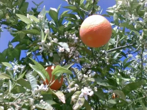 oranges_de_sicile-ramuncho.blog