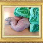 patate douce ressemblant à une personne alongée