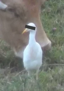 quille-seule-ramuncho-blog