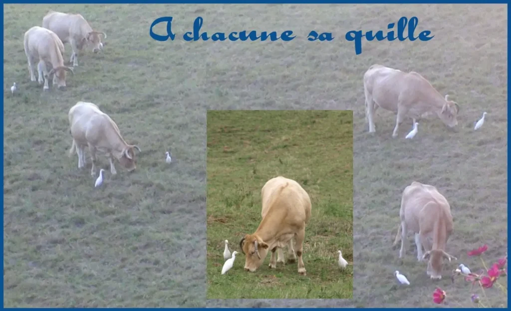 quilles-et-vaches-ramuncho-blog