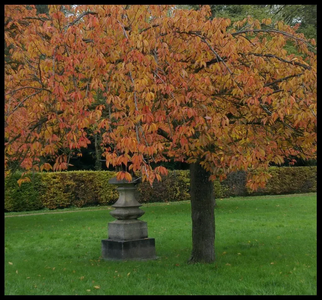 sakura-automne-ramuncho-blog