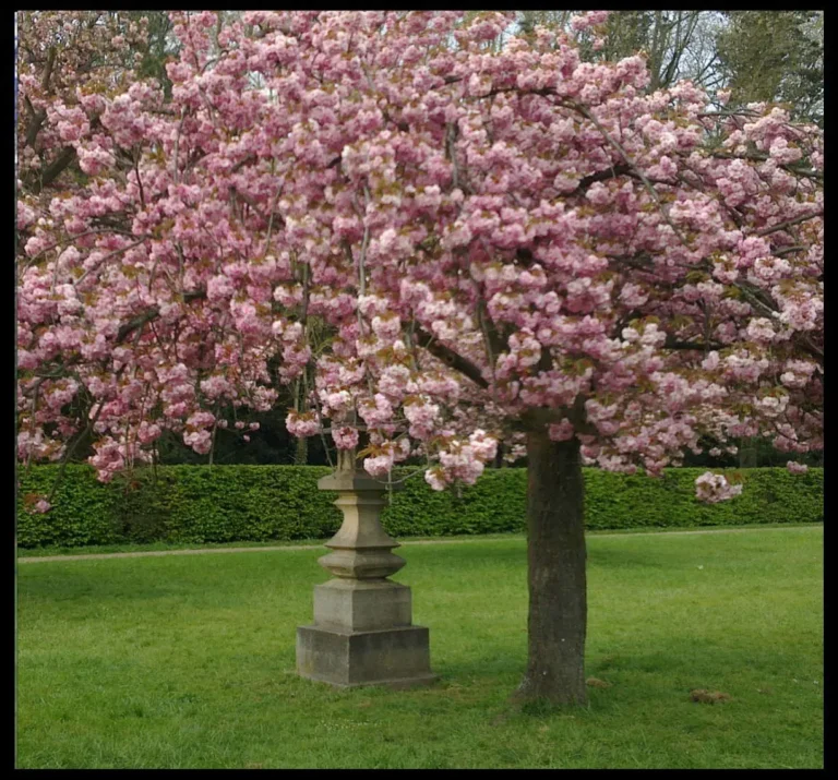 sakura-printemps-ramuncho-blog