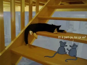 souris-chat-escalier-ramuncho.blog