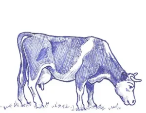 vache-tranditionnelle2-ramuncho-blog